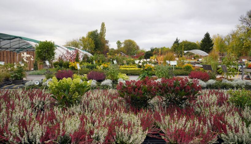 Hildesheim Filialen Gärtnerei Wilhelm Blume