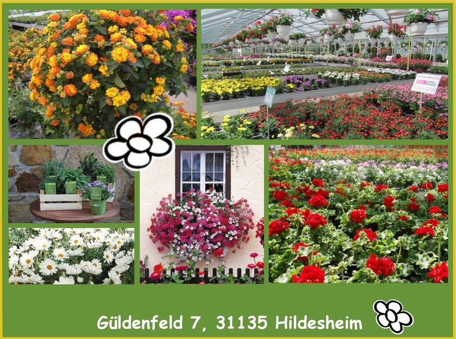 Hildesheim Filialen Gärtnerei Wilhelm Blume